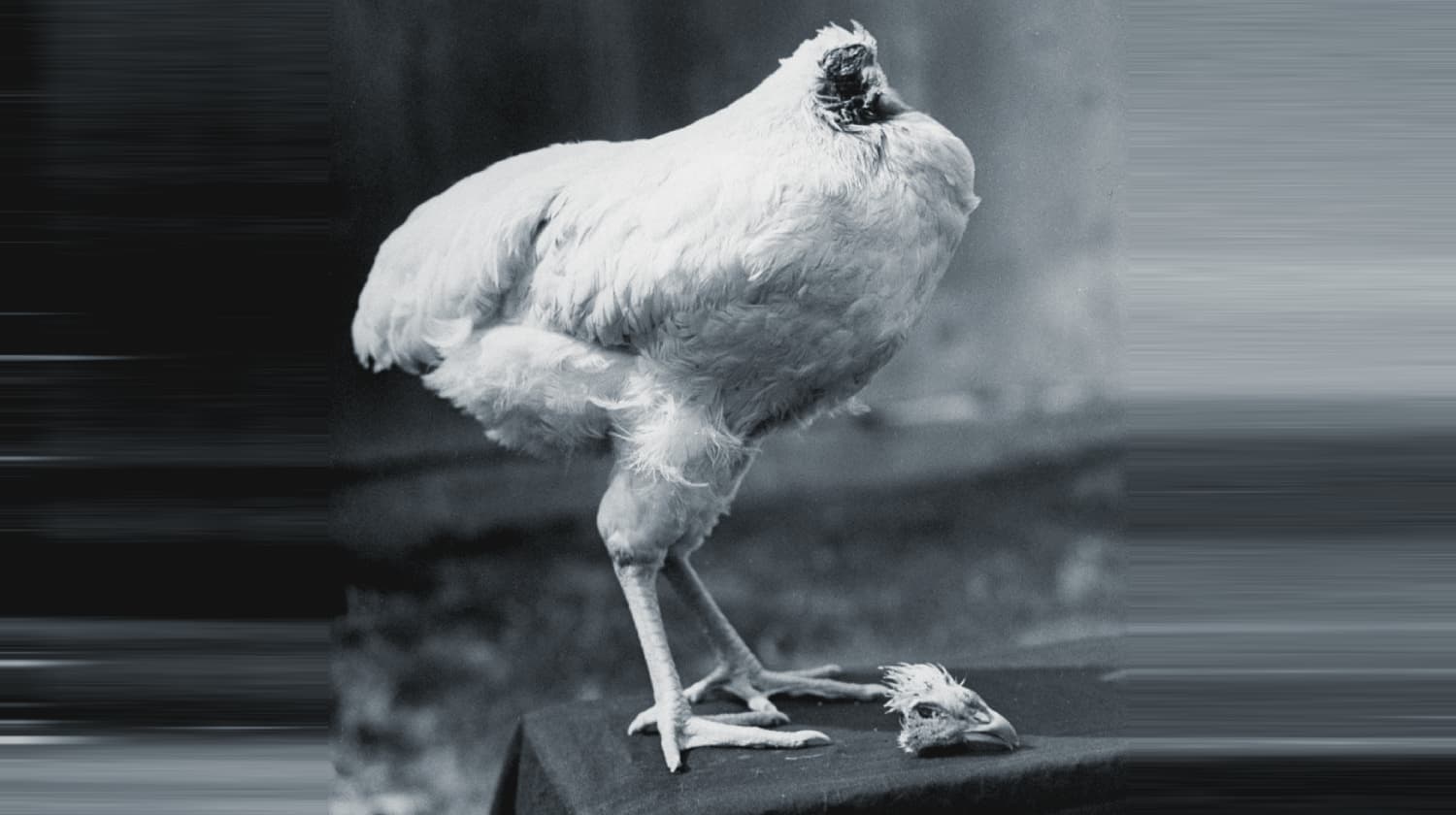 A headless chicken’s incredible 18-month life